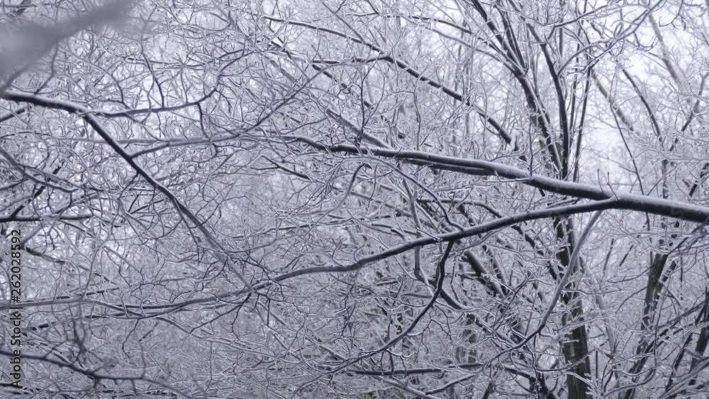 Frozen branches of trees with slow pan up on a cold day of winter. Frozen branches of trees with slow pan up on a cold day of winter.