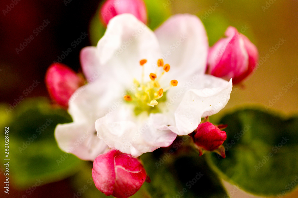 Fototapeta premium apple tree blossom close up view on blurred background with sun