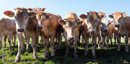 Fotografía young blonde d' aquitaine cows and calfs in green spring landscape near dutch to