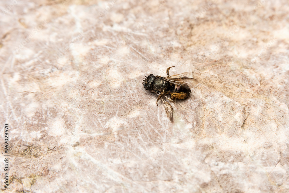 Dead Bumblebee on stone background, rear view Dead Bumblebee on stone background, rear view