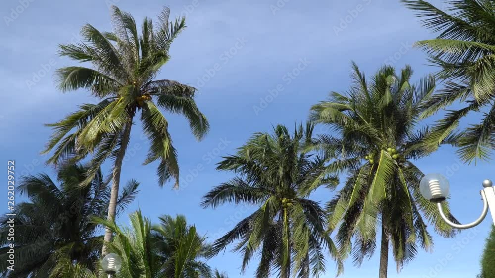 Green coconut palm trees against the blue sky. Green coconut palm trees against the blue sky.