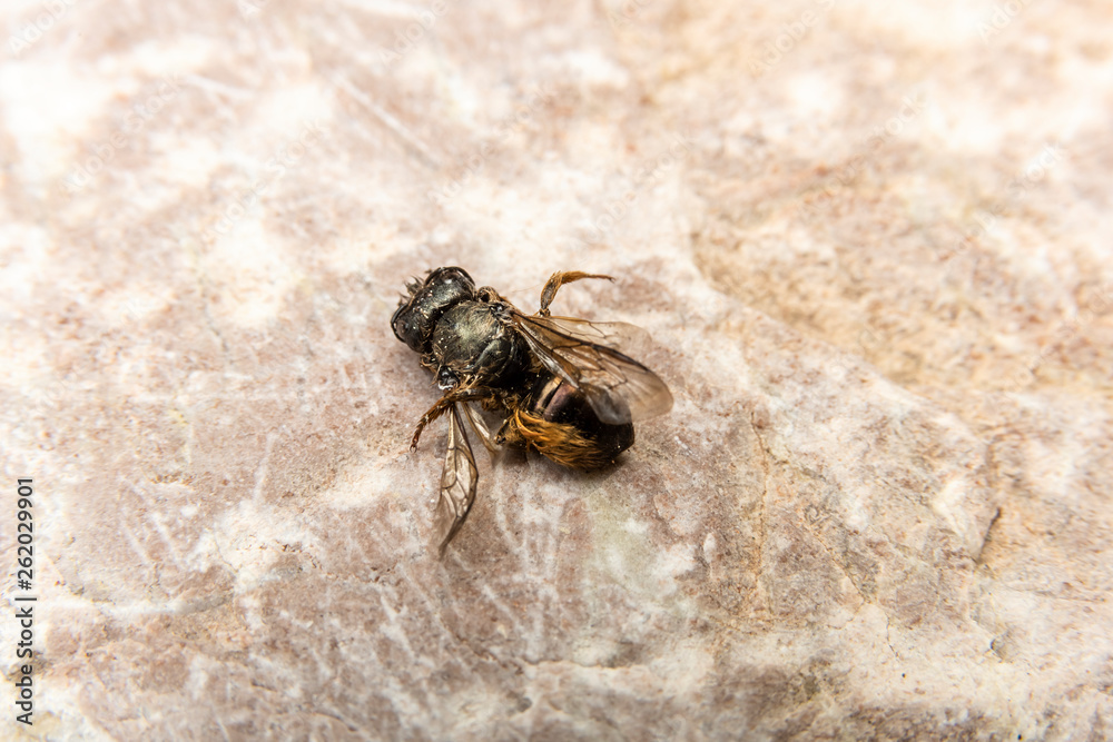 Dead Bumblebee on stone background, rear view Dead Bumblebee on stone background, rear view