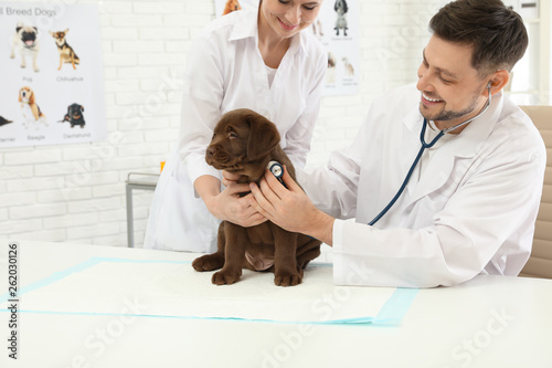Fototapeta Naklejka Na Ścianę i Meble -  Veterinarian and his assistant examining cute Labrador puppy in clinic