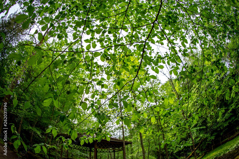Green leaves in forest park, Latvia Green leaves in forest park, Latvia