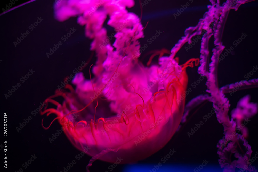 Fototapeta premium Purple and Pink Glowing Jelly Fish 