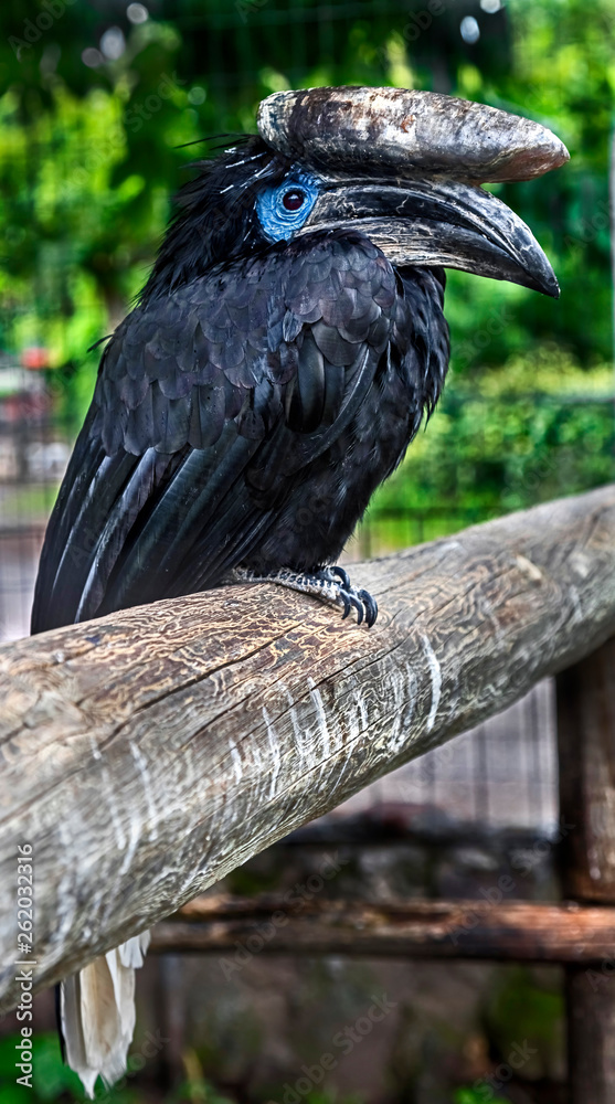 Fototapeta premium Black-casqued hornbill or black-casqued wattled hornbill . Latin name - Ceratogymna atrata