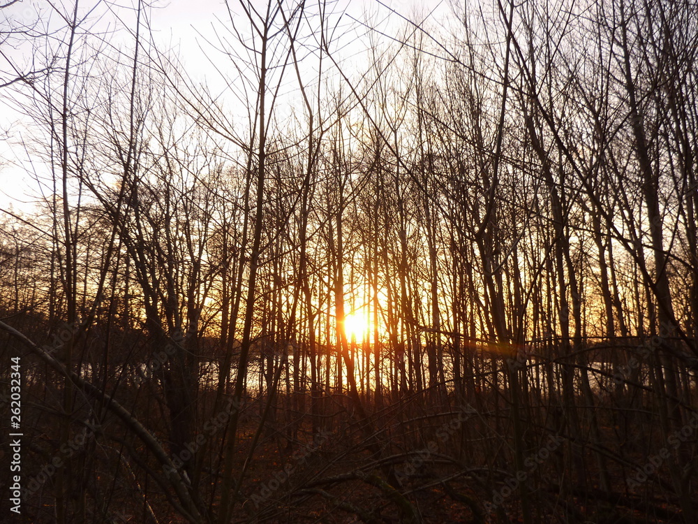 Obraz premium Sonnenaufgang Wald
