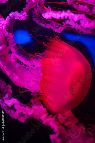 Purple and Pink Glowing Jelly Fish 