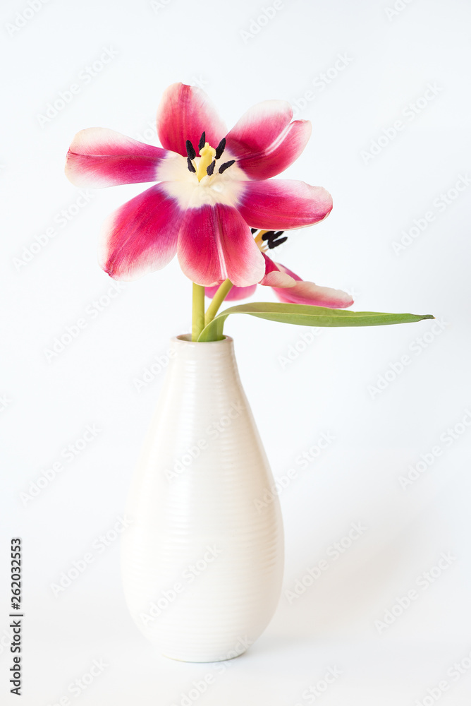 Tulpen (aufgeblüht) Tulpen (aufgeblüht)