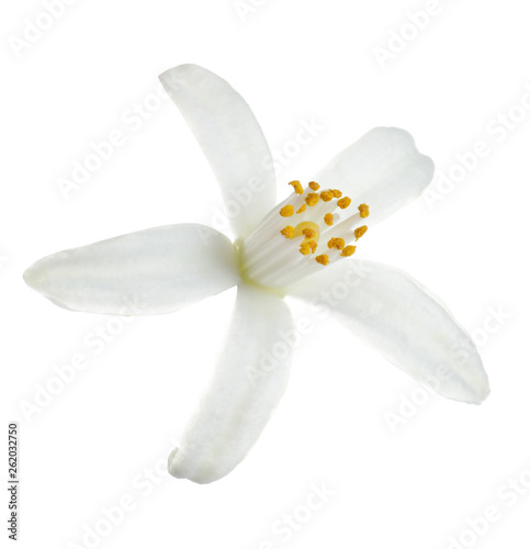 Beautiful blooming citrus flower on white background