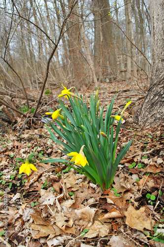 Bright Yellow Spring Daffodils In The Woods