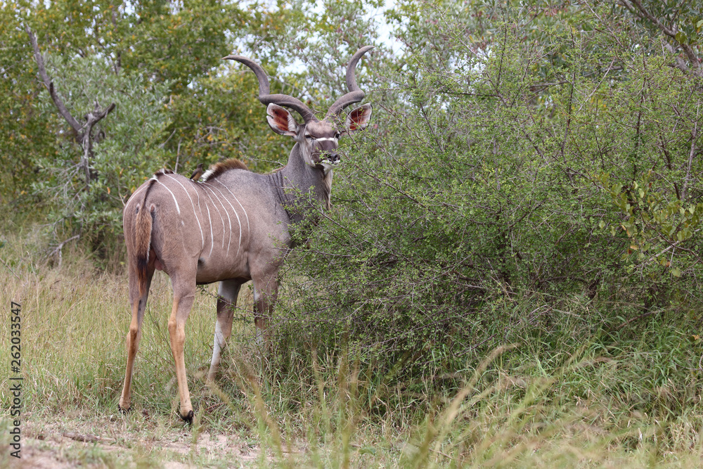 Fototapeta premium Großer Kudu / Greater Kudu / Tragelaphus strepsiceros.