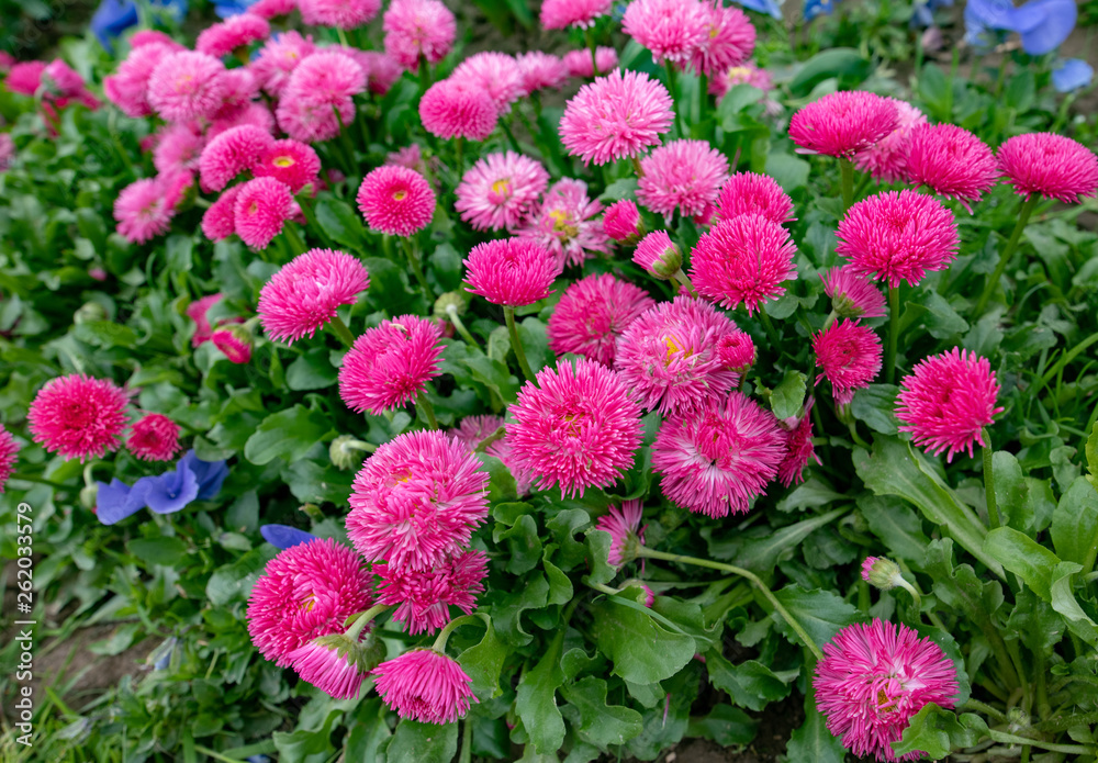 Summer floral background of nature-the flowers of Bellis perennis. Summer floral background of nature-the flowers of Bellis perennis.