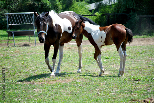 Beatuful Mother   Baby Horse
