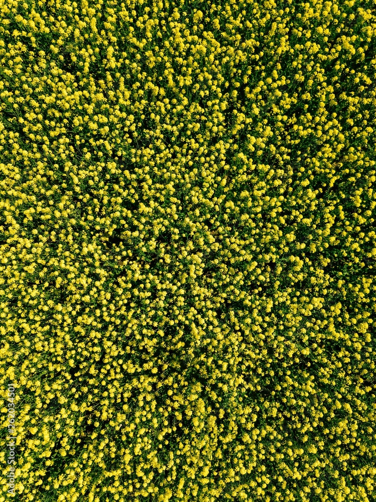 Aerial view of blooming yellow rapeseed fields during spring season in Finland Aerial view of blooming yellow rapeseed fields during spring season in Finland