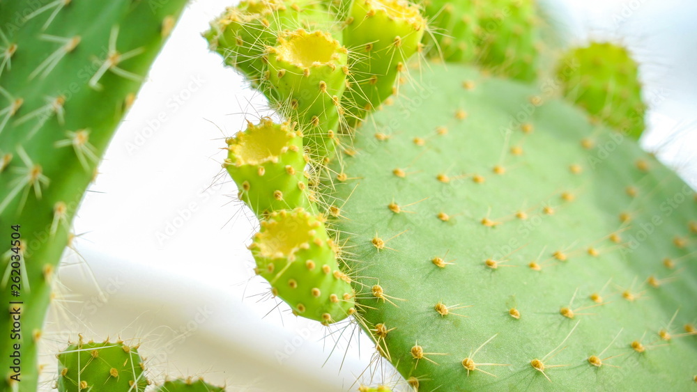 15225_Spikes_of_the_green_succulent_plants.jpg 15225_Spikes_of_the_green_succulent_plants.jpg