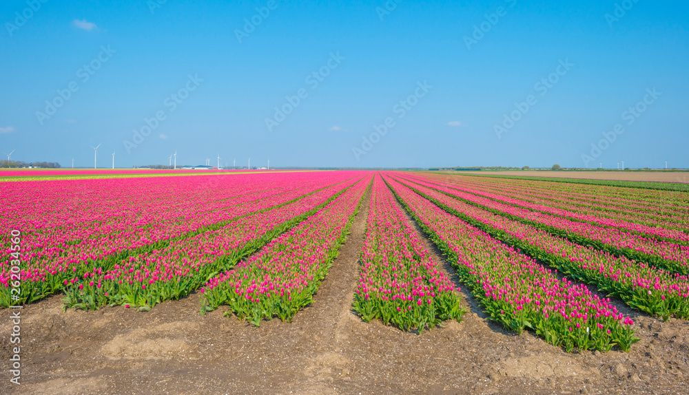 Field with flowers below a blue sky in sunlight in spring