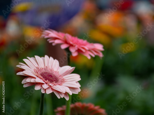 flowers in the garden