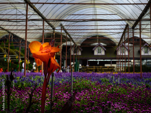 indoor garden