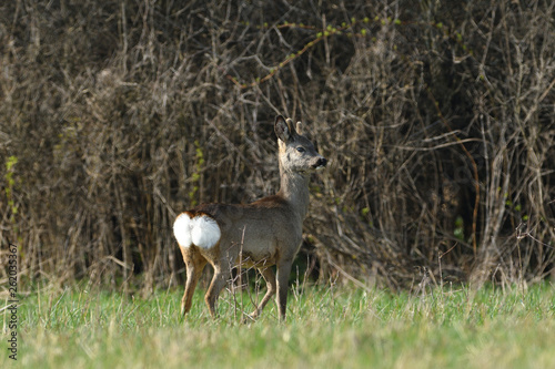 Roe deer with antler walking and grazing grass inside the forest