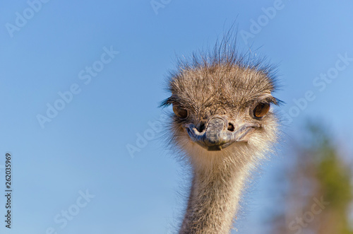 Ostrich Close up portrait with neck, Close up ostrich head against the blue sky. Struthio camelus.