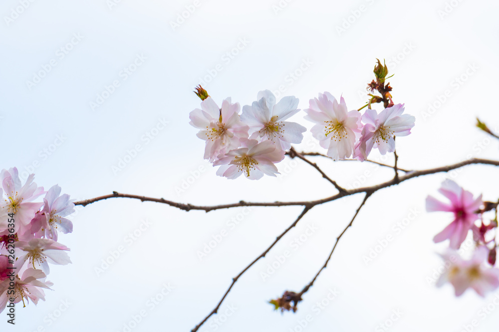 Cherry blossom in spring for background or copy space for text