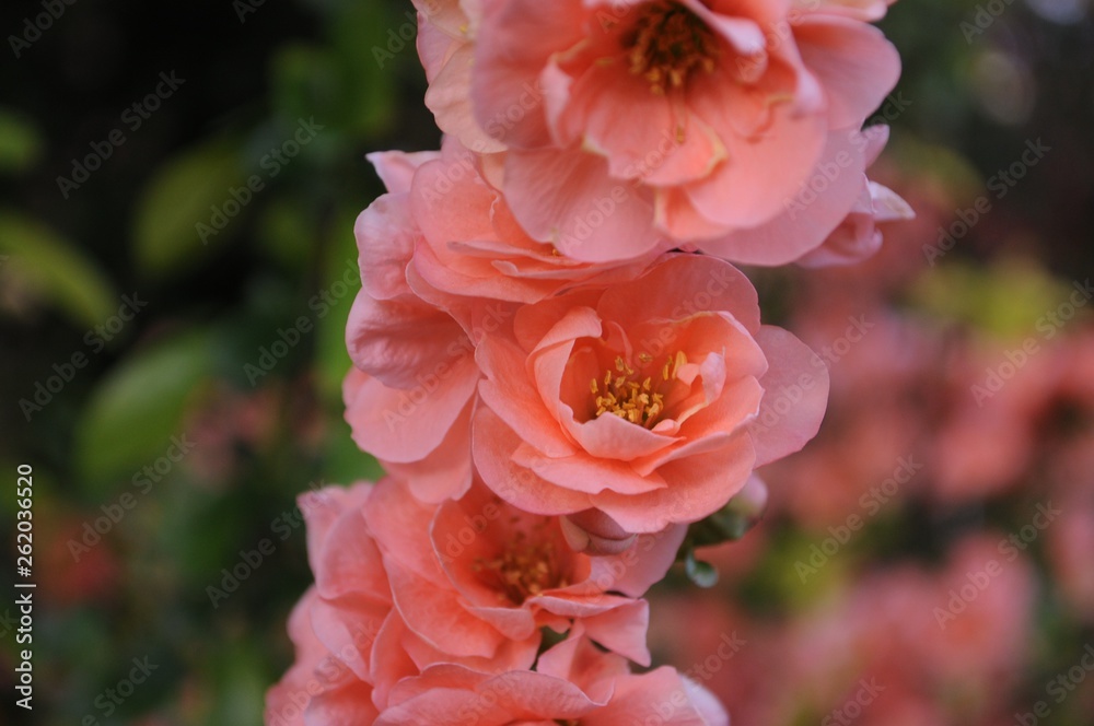 Pink Blossoms Pink Blossoms