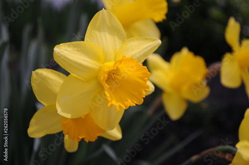 Yellow Daffodil