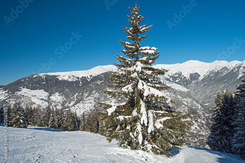 Panoramic view down snow covered valley in alpine mountain range with conifer pine trees © Paul Vinten