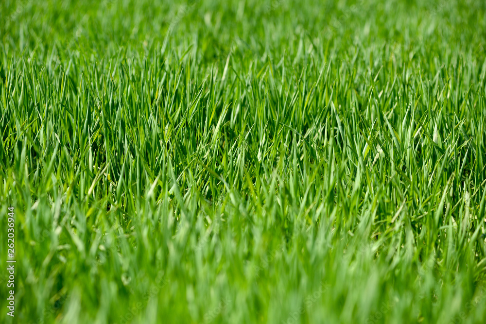 green grass green grass