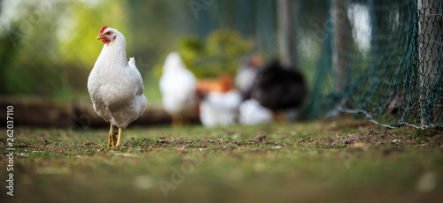 Hen in a farmyard (Gallus gallus domesticus)