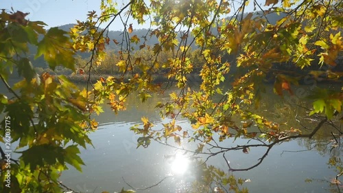 Closeup view of tree and calm lake on background photo