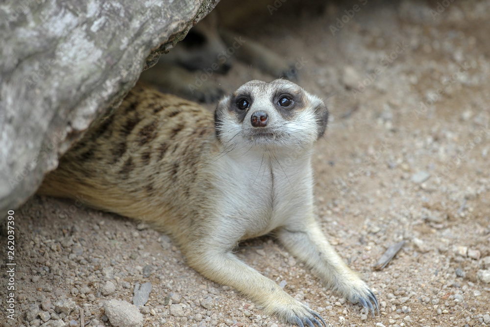 Fototapeta premium The Suricata suricatta or meerkat in cave