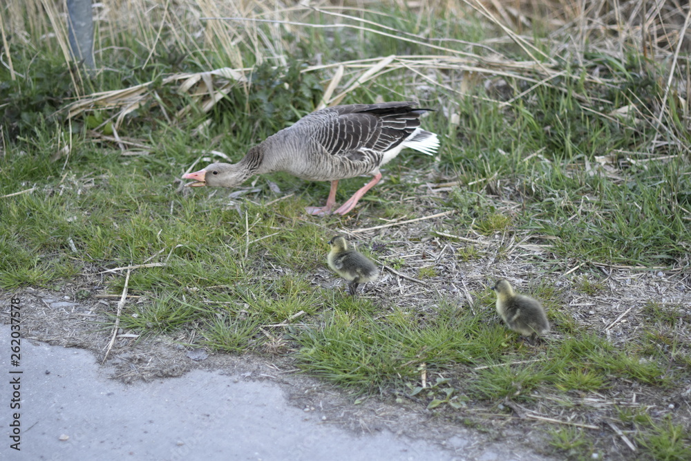 Geese with offspring Geese with offspring