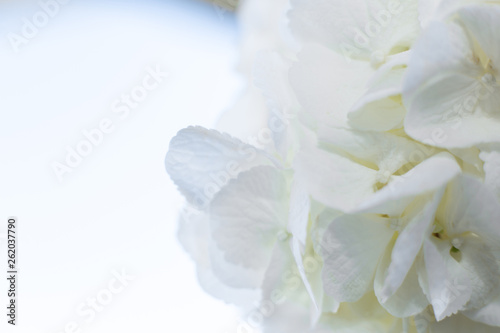 closeup white hydrangea petals. Event decoration with fresh flowers