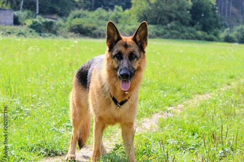 german shepherd dog on the grass