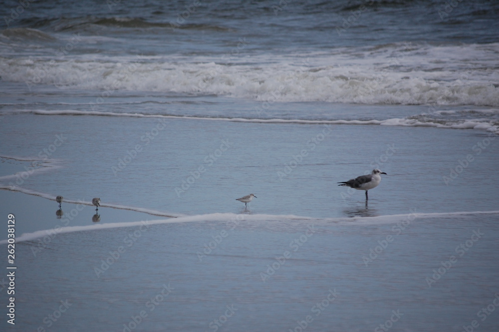 Seagull Momma and Chicks learn teach Seagull Momma and Chicks learn teach