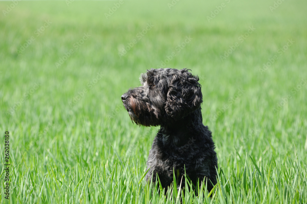 Black male Cockapoo Dog in a greenfield in Springtime. Black male Cockapoo Dog in a greenfield in Springtime.