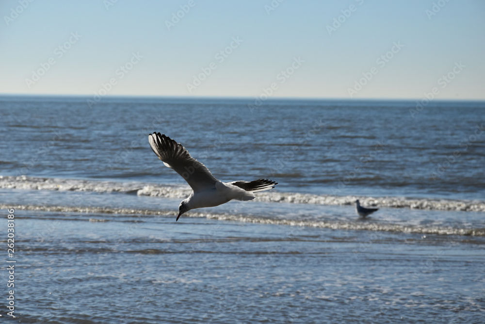 Naklejka premium Seagull at the coast of the Netherlands