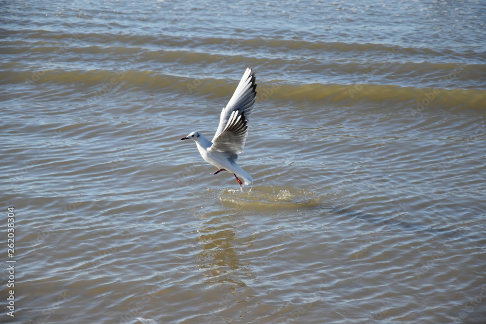 Fototapeta premium Seagull at the coast of the Netherlands