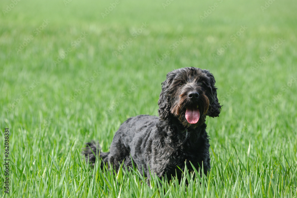 Black male Cockapoo Dog in a greenfield in Springtime.