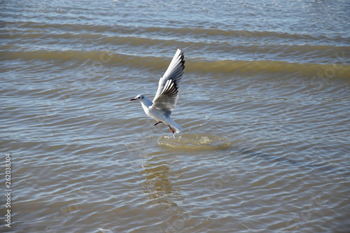 Seagull at the coast of the Netherlands