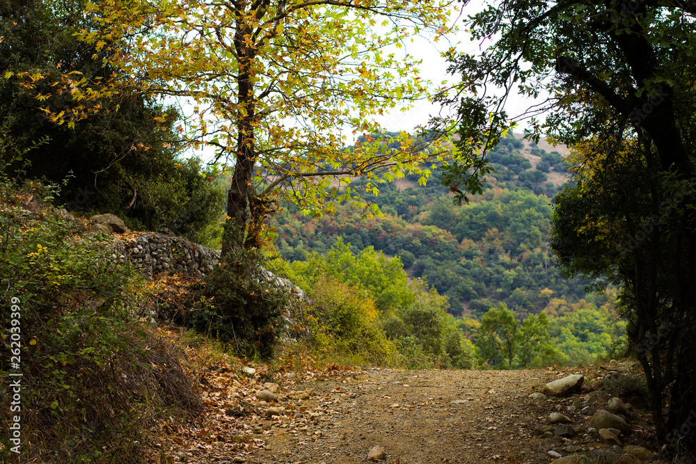 autumn park outdoor season scenery landscape with ground trail between trees autumn park outdoor season scenery landscape with ground trail between trees