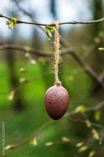 egg on tree
