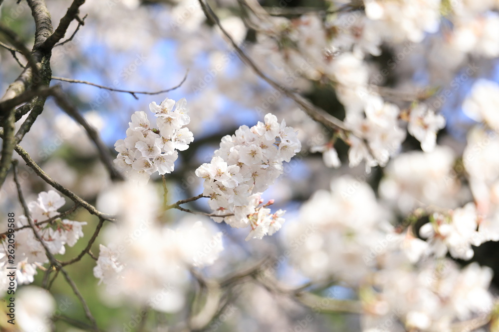 兼六園桜 兼六園桜