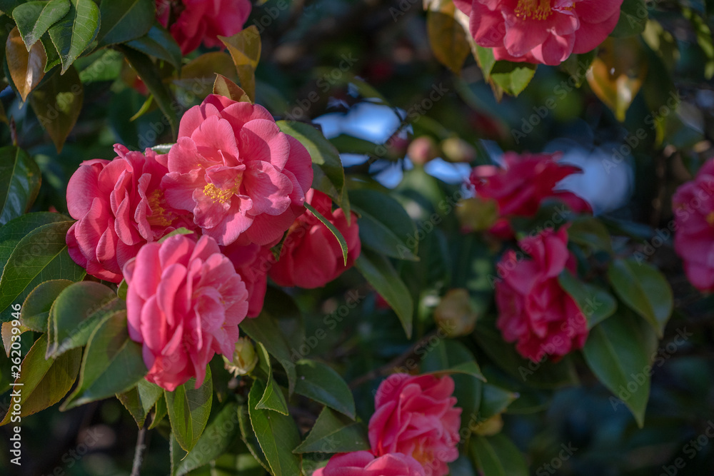 Red camelia in bloom