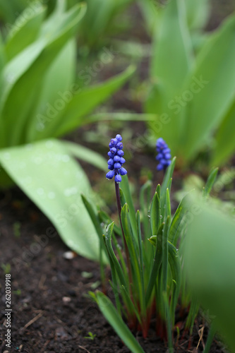 Blue Muscari flowers bloom in the garden on a rainy spring day.