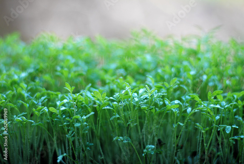 Garden cress plants growing in humid conditions close up © Sinuswelle