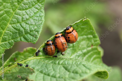 Three larvae of the Colorado beetle eat potato leaf.