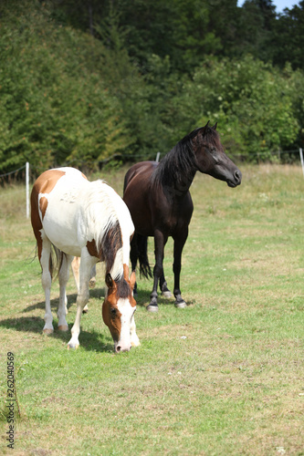 Two horses on pasturage